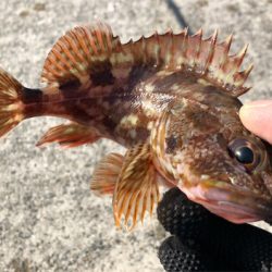 とある港のガッシー