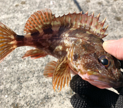 とある港のガッシー