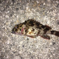 良型ガシリング