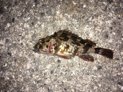 良型ガシリング