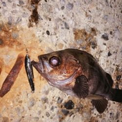 トライデントはカサゴに効く?