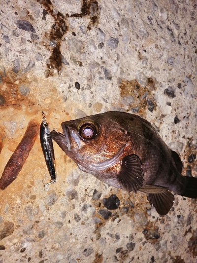 トライデントはカサゴに効く?