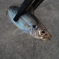 垂水漁港でアジング