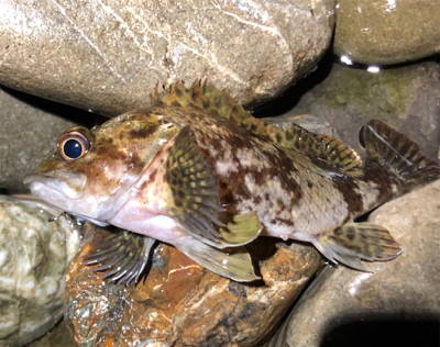 とあるゴロタ浜ロック