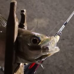 アジング 練習 136