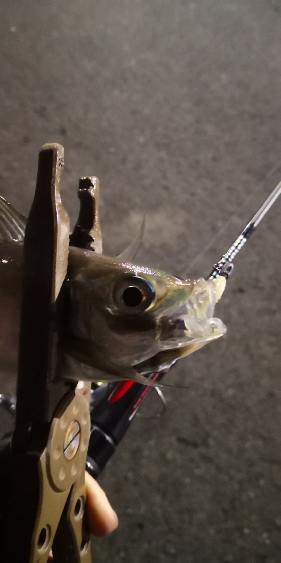 アジング 練習 136