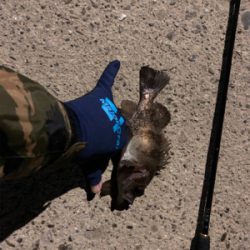 メバル調査︎︎︎✌︎