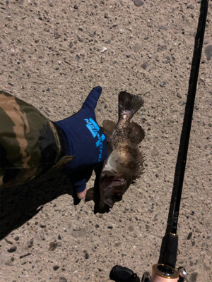 メバル調査︎︎︎✌︎