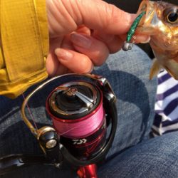 またまたデイメバル