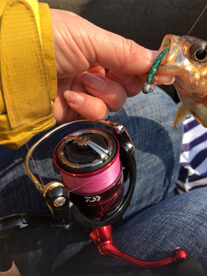 またまたデイメバル