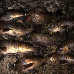 3密を避け、メバリング！