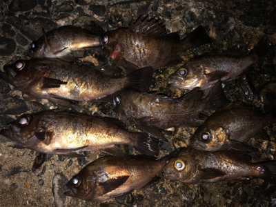 3密を避け、メバリング！