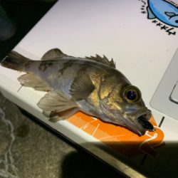 爆風メバリング