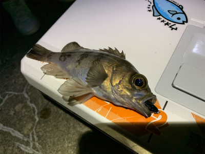 爆風メバリング