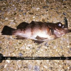 一瞬の雨後地合い