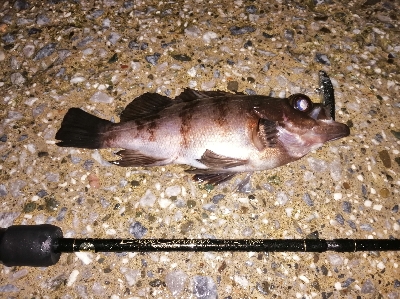 一瞬の雨後地合い