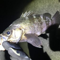 プラグ、フロートメバリング