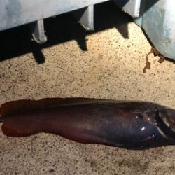 鮎川港で夜釣り