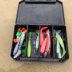 青物不発からの安定のコチさん