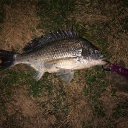 デイ&ナイトチニング