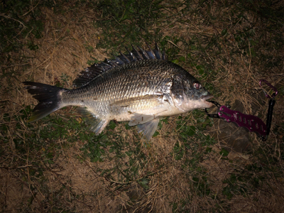 デイ&ナイトチニング