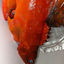 テンヤ・タイラバ船