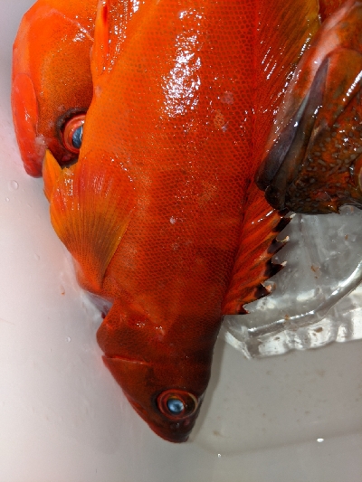 テンヤ・タイラバ船