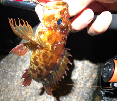 とあるサーフ&ゴロタのライトロック