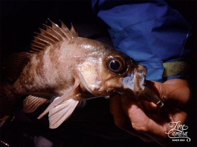 メバリング楽しいです