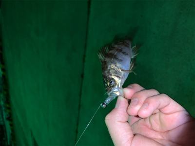 今宵はメバリングへ