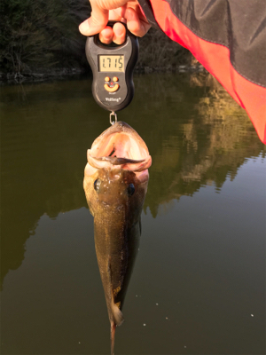 午前中ボート釣行！