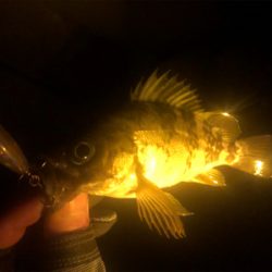 初場所 メバリング