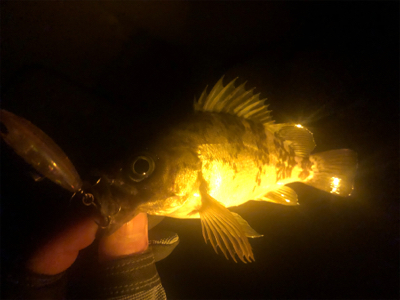 初場所 メバリング