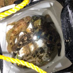 とある雨上がりのサーフプラッキング