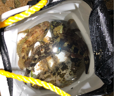 とある雨上がりのサーフプラッキング