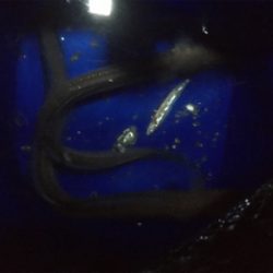 久しぶりのニョロニョロ