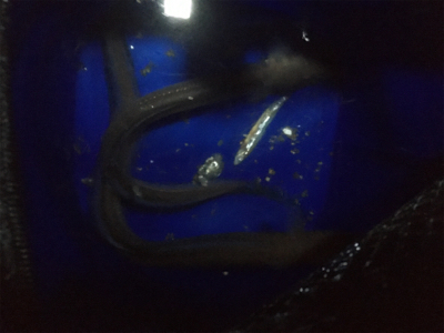 久しぶりのニョロニョロ