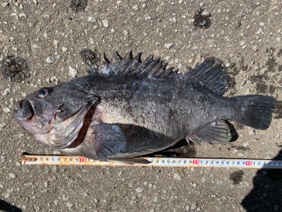 オフショアロック熱いです!