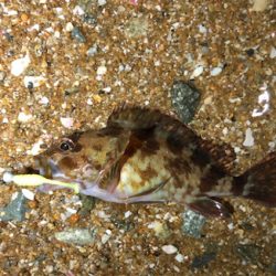 とあるガシラの祭り