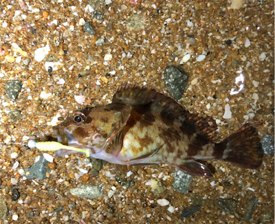 とあるガシラの祭り