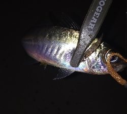 ナイトアジング