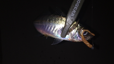 ナイトアジング