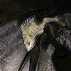 ゆうまづめアジング