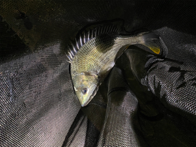 ゆうまづめアジング