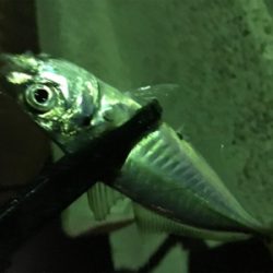 別府港でアジング(^.^)