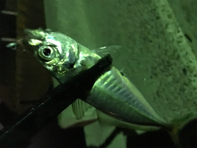 別府港でアジング(^.^)