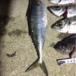 またまたアジング