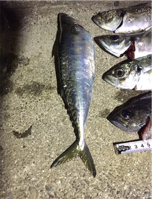 またまたアジング