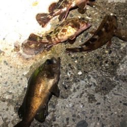 とある早朝4時のサーフ