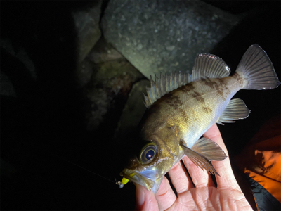 フロートメバリング